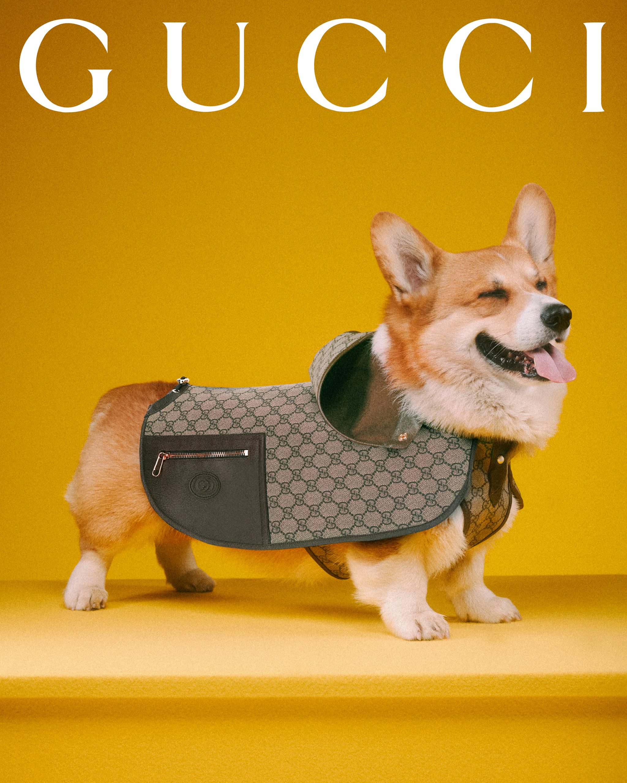 Limited edition Gucci Pet Wit