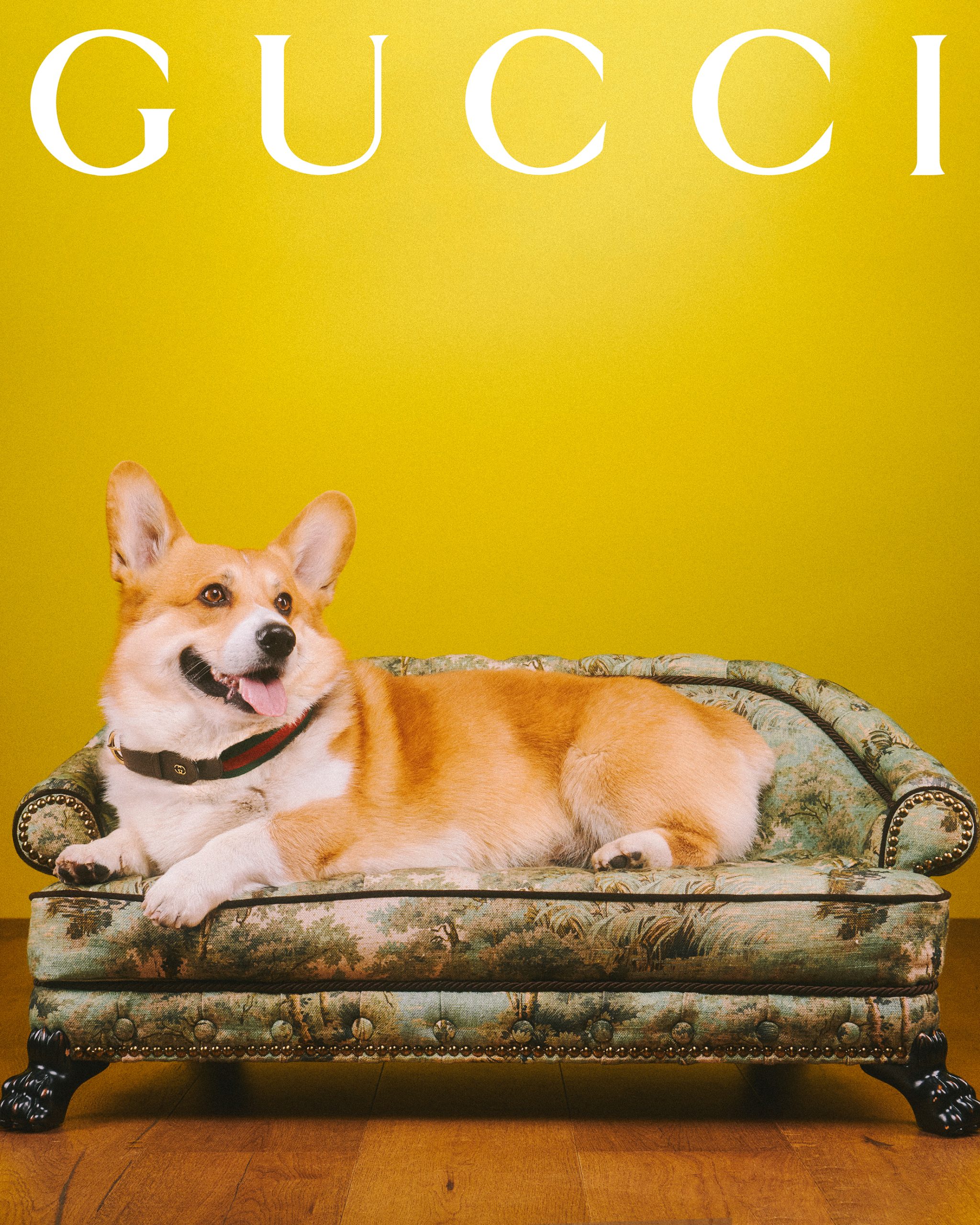 Meet the Dogs of Gucci's New Campaign