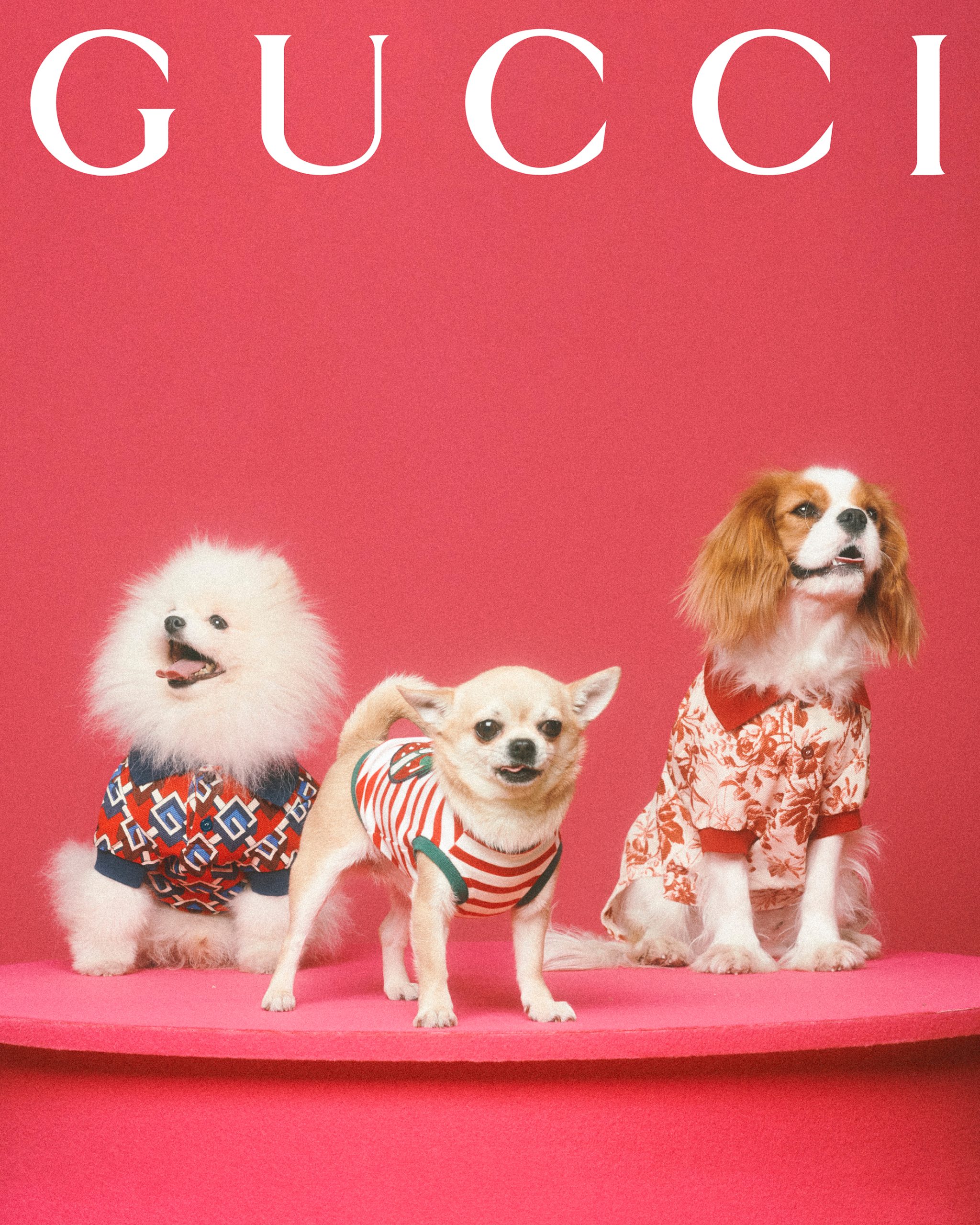 Introducing Gucci's Brand New Capsule: The Gucci Pet Collection