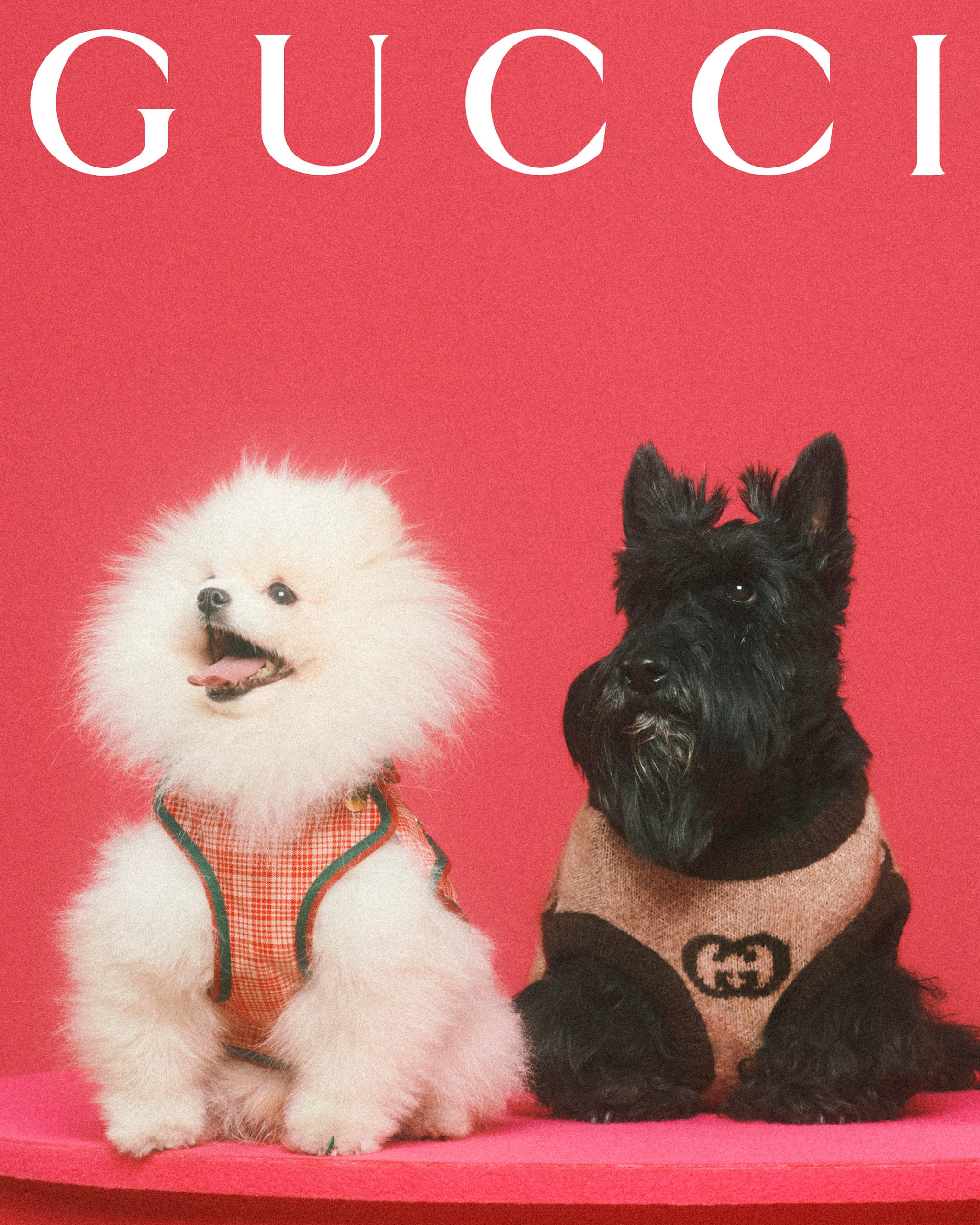 R𖣠VER DAY on X: Gucci now welcomes Monggu as the official pet