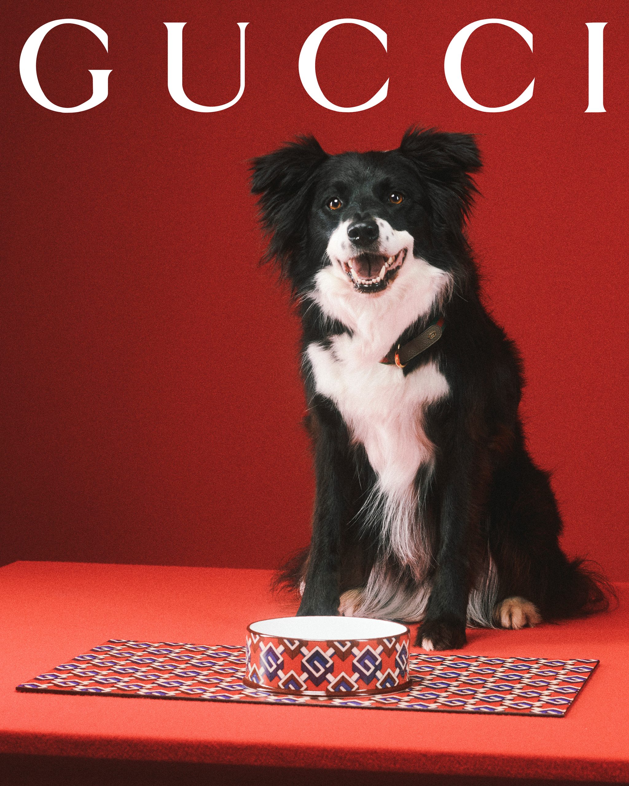 Gucci - The Gucci Pet Collection continues the narrative