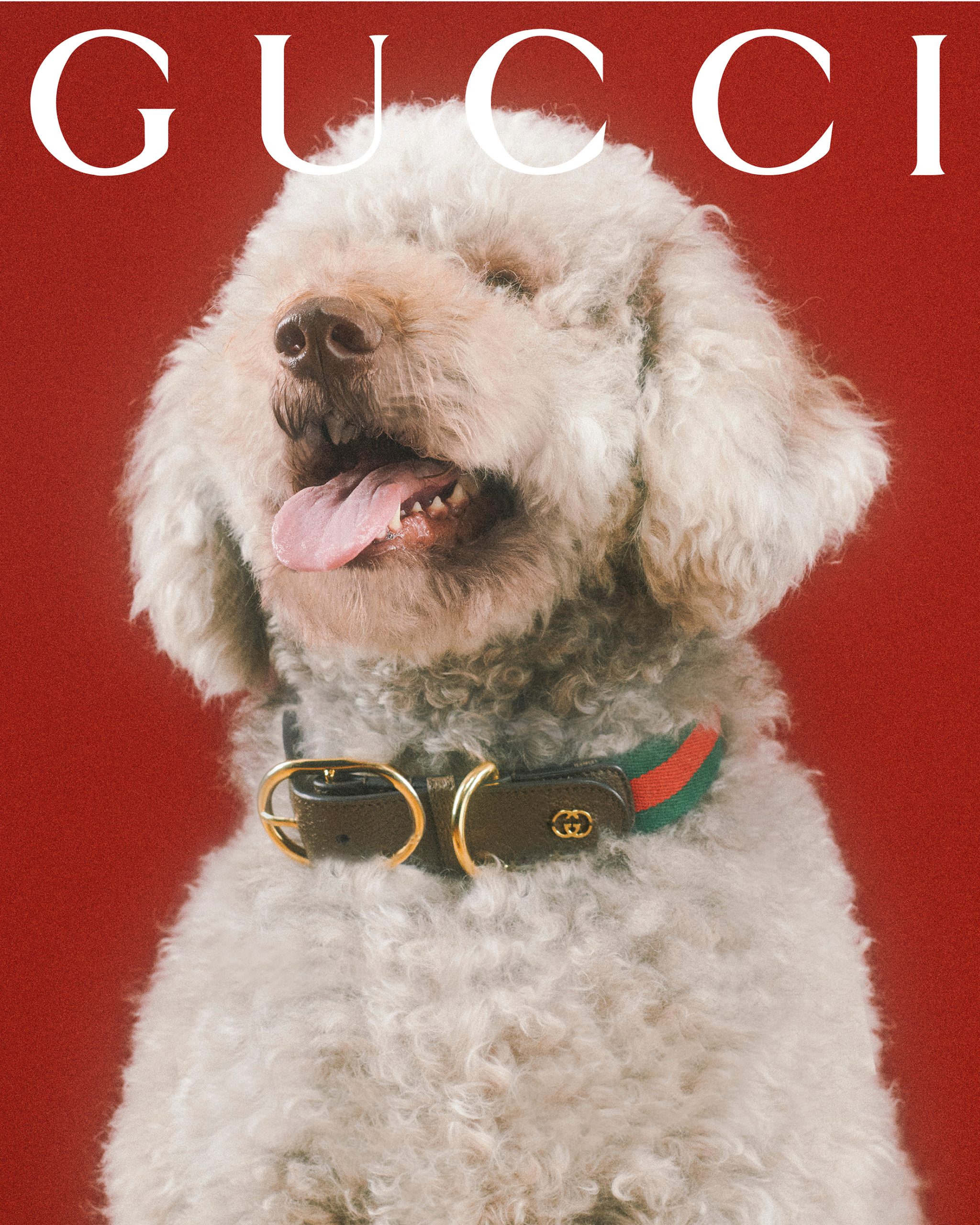 Gucci Pet Collection Campaign Dog Cat Photos