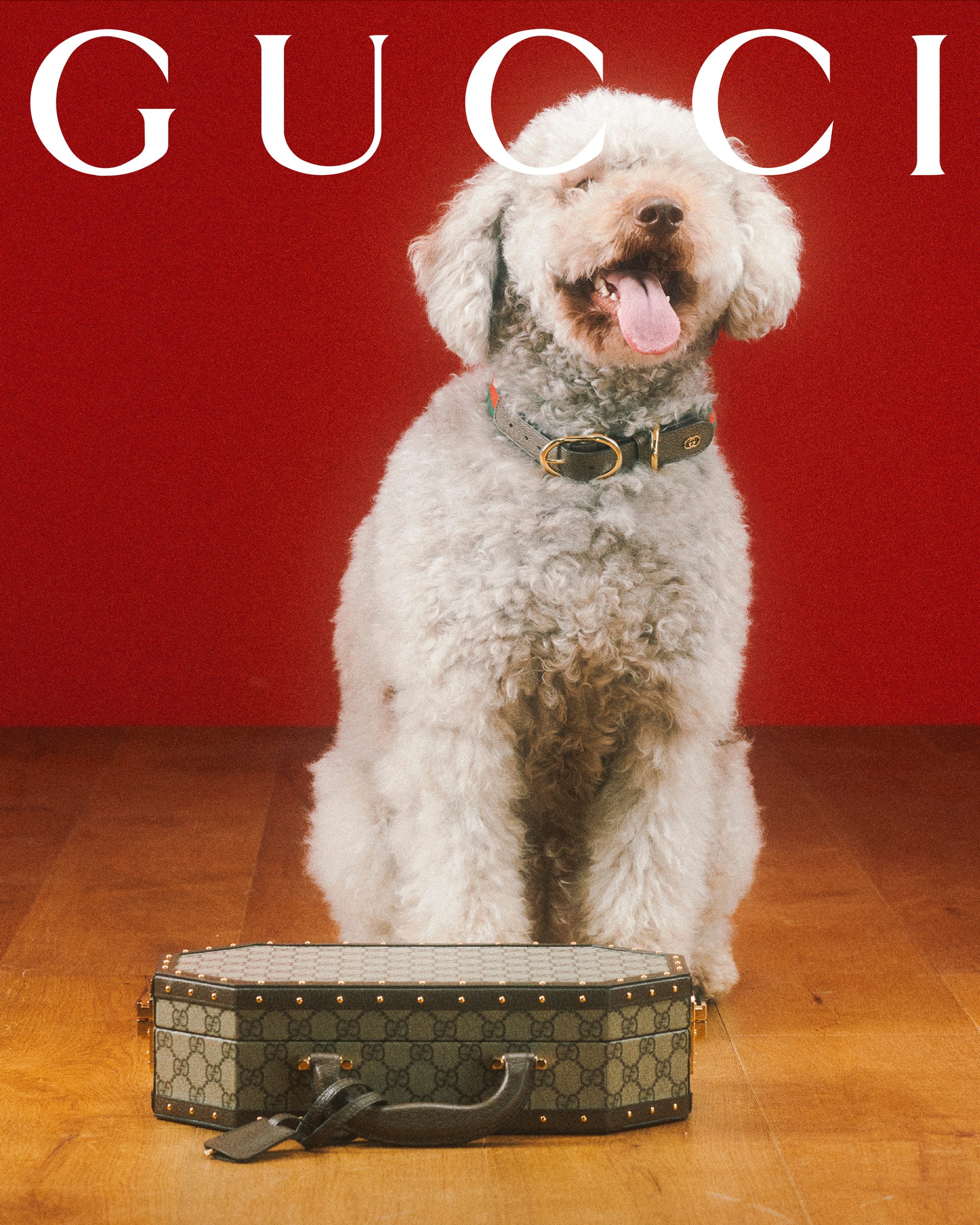 The article: UNVEILING THE GUCCI PET COLLECTION