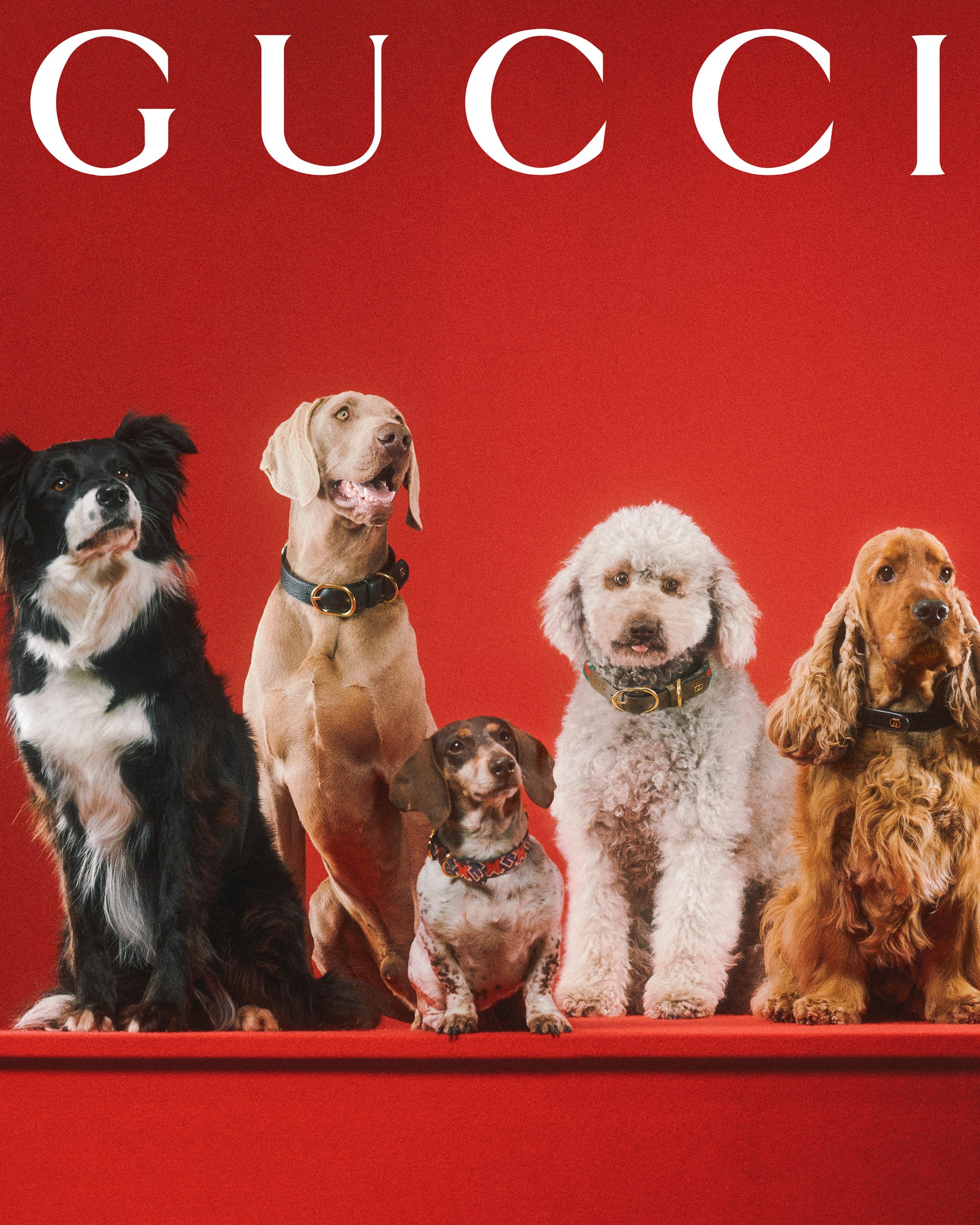 Meet the Dogs of Gucci's New Campaign