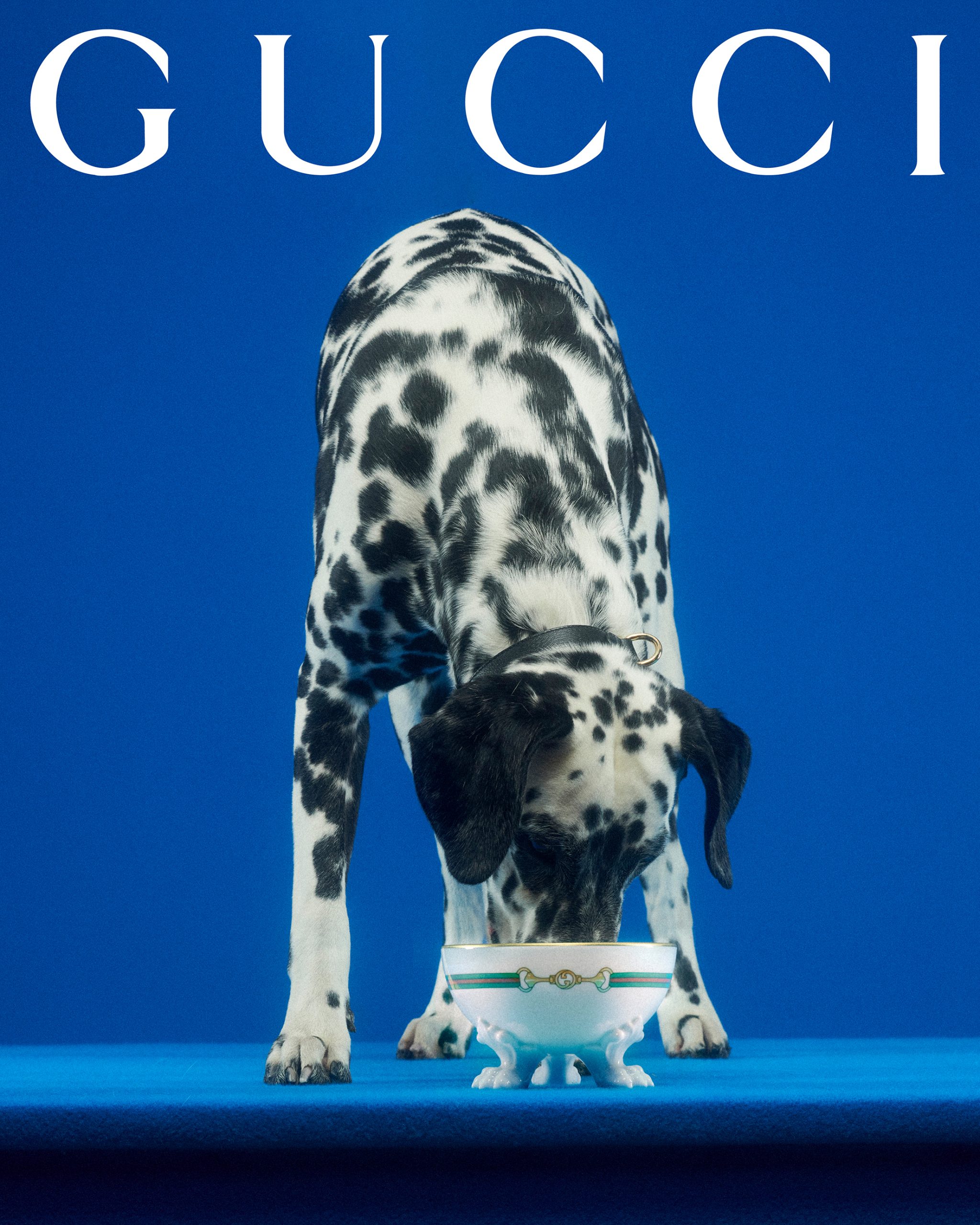 Gucci Pet Collection Campaign Dog Cat Photos