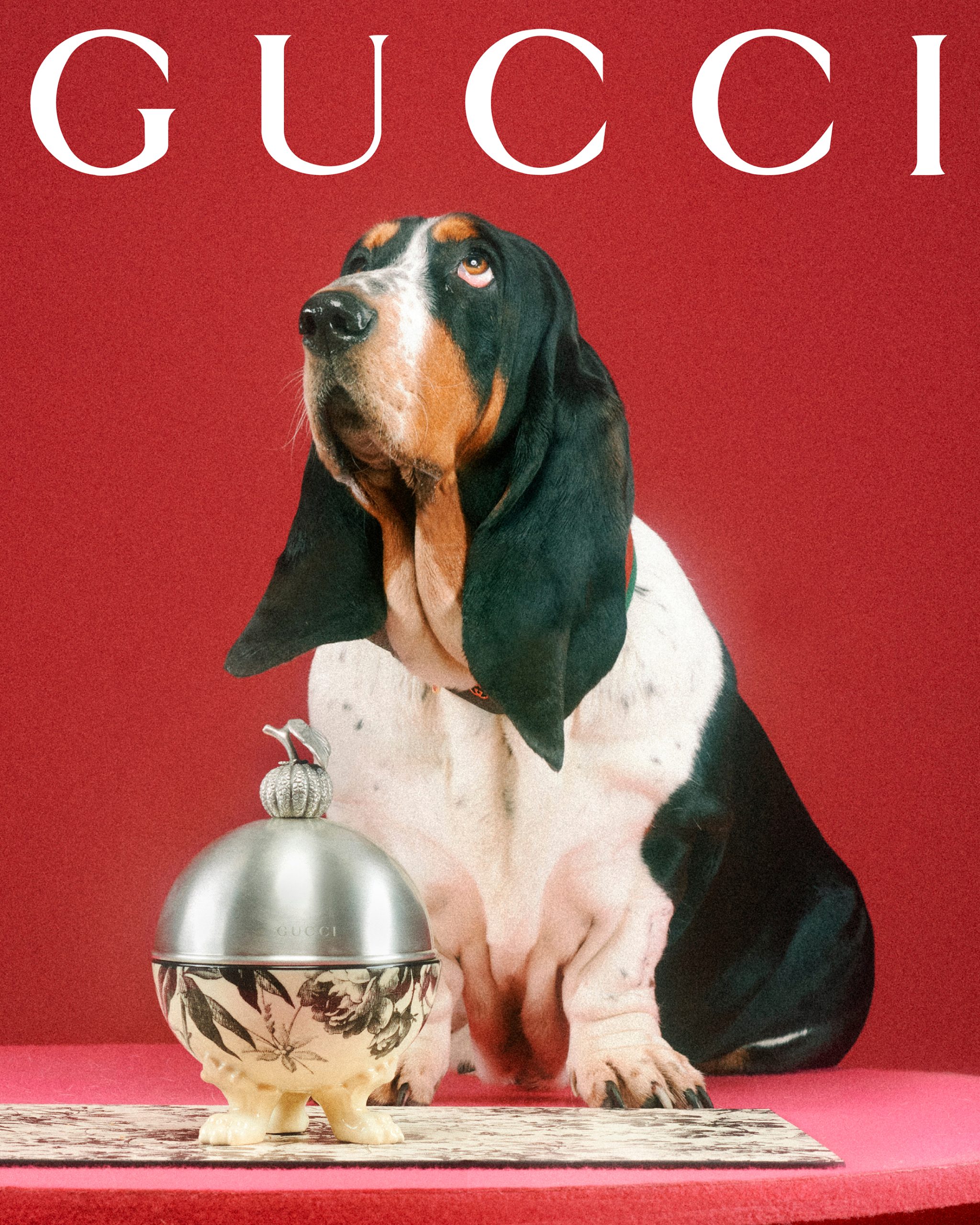 Meet the Dogs of Gucci's New Campaign