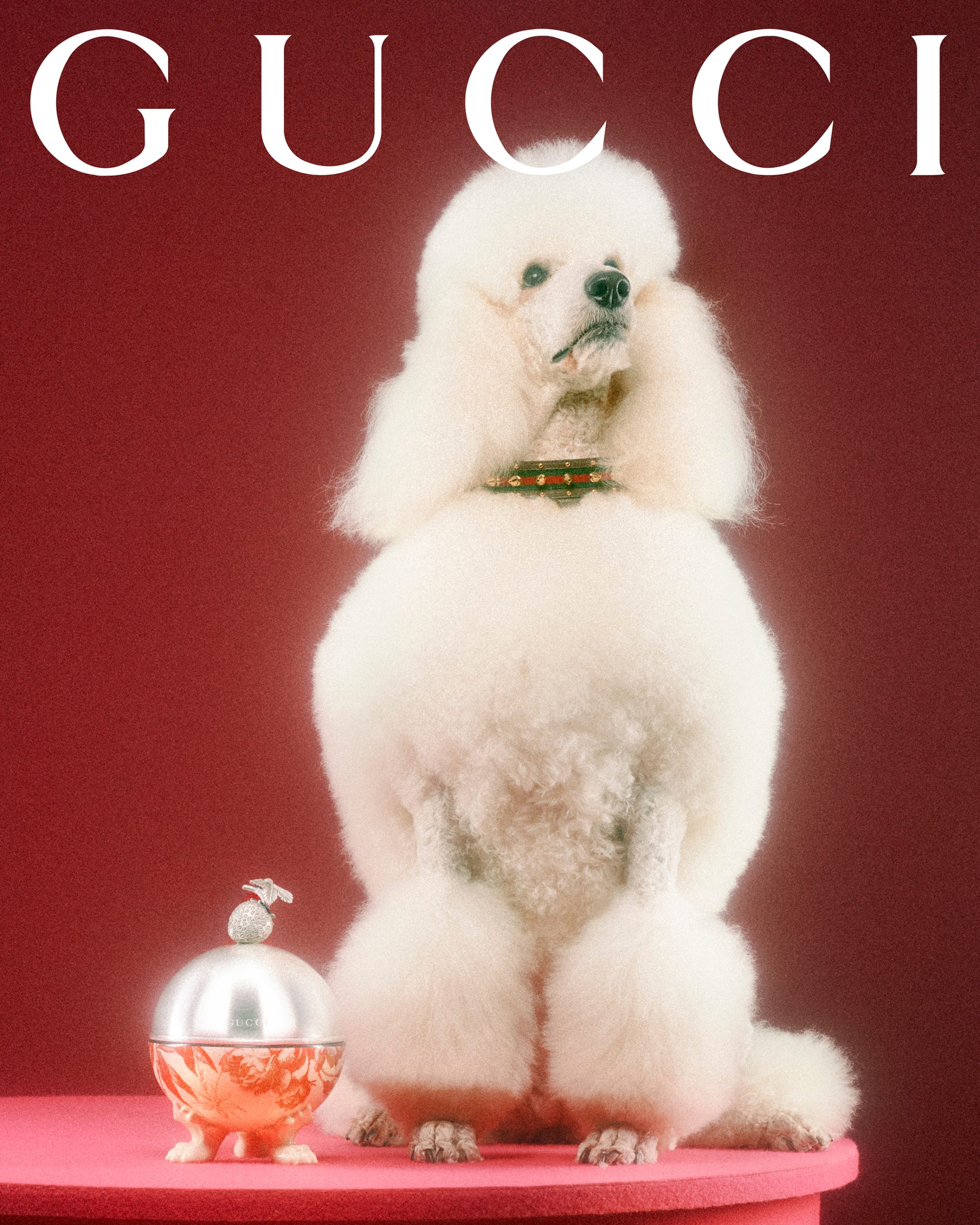 Gucci Pet SS22 Collection