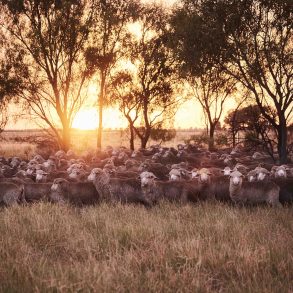 A Nature Positive Vision for the Wool Industry | Woolmark+