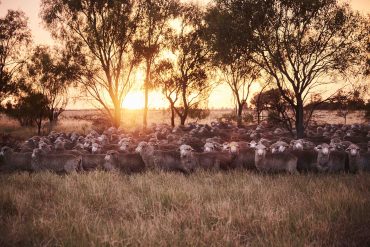 A Nature Positive Vision for the Wool Industry | Woolmark+