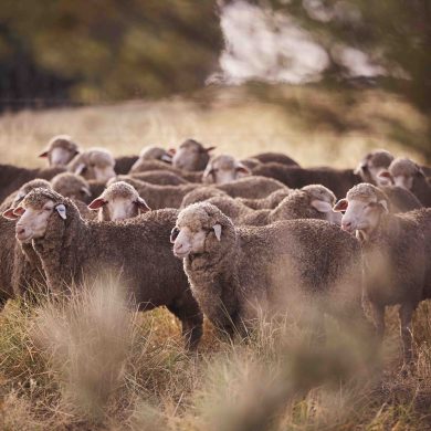 Wool Insetting Program Receives $4 Million Grant | Woolmark+