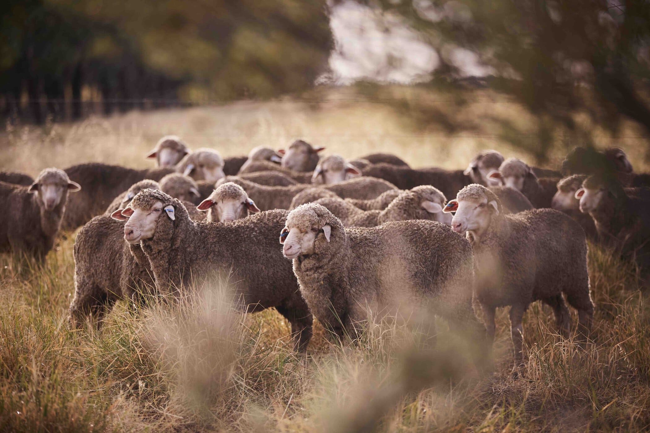 Wool Insetting Program Receives $4 Million Grant | Woolmark+